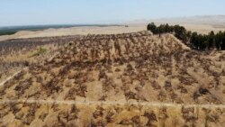 Kebun almond yang ditinggalkan karena kekeringan di Newman, California, 20 Juli 2021. (AP)