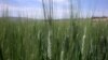 La France peine à reconquérir l'Afrique avec ses exportations de blé