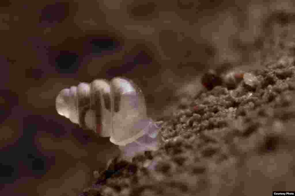 Living in complete darkness some 900-plus meters below the surface in the Lukina Jama-Trojama caves of western Croatia, the domed land snail lacks eyes, and has no shell pigmentation, giving it a ghost-like appearance. Even by snail standards, it moves slowly, creeping only a few millimeters or centimeters a week. (Jana Bedek)