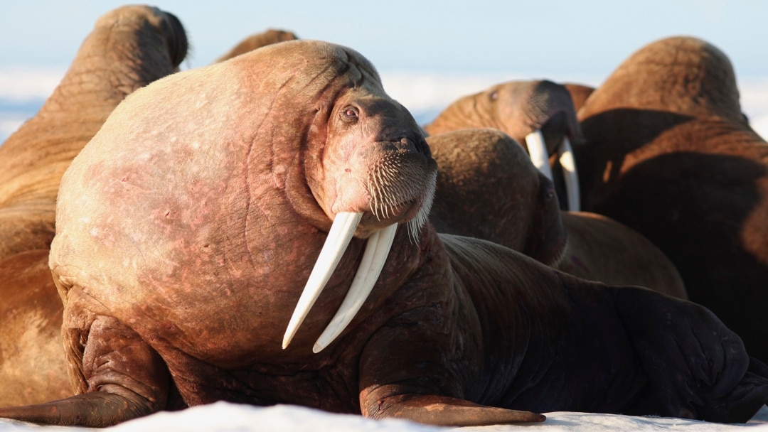 Una rara cría de morsa fue rescatada en Alaska, donde fue hallada  deambulando sola