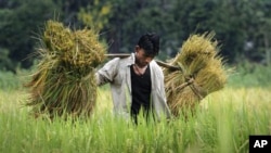 In this photo taken 28, May 2010, an Assamese boy carries crops on his shoulder in a paddy field in Mayong village, about 50 kilometers east of Gauhati, India.