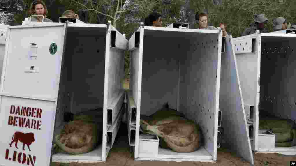 Sedated lions lay inside their travel containers as game reserve officials sort out transportation paperwork in Phinda Private Game Reserve, South Africa, Monday, June 29, 2015. The five female and two male lions are unwitting passengers about to embark on a 30-hour, 2,500-mile (4,000-kilometer) journey by truck and plane from South Africa to Akagera National Park in Rwanda, whose lion population was wiped out following the country’s 1994 genocide.