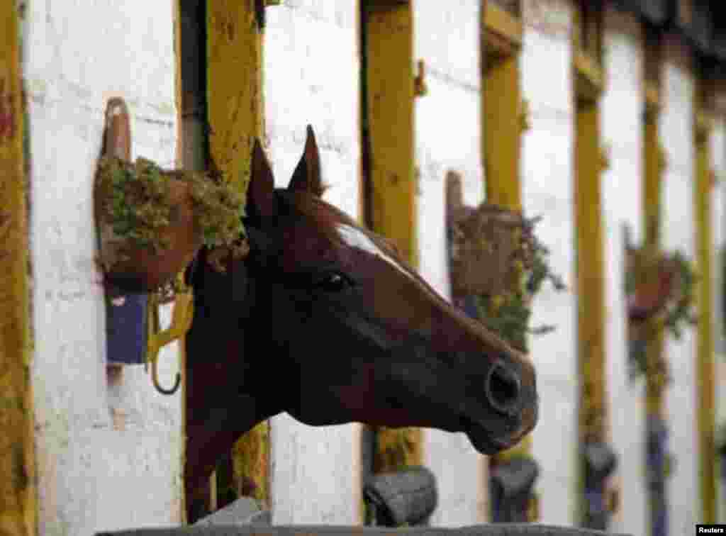 A racehorse looks out of its stable after competing in a race on one of the biggest days in the Kenyan horseracing calendar, in Nairobi January 22, 2012. REUTERS/Goran Tomasevic (KENYA - Tags: SOCIETY ANIMALS TPX IMAGES OF THE DAY)