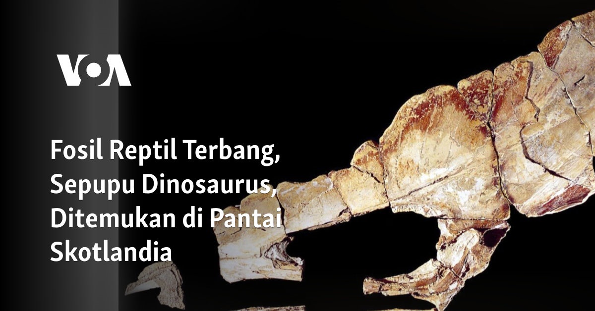 Fosil Reptil Terbang, Sepupu Dinosaurus, Ditemukan Di Pantai Skotlandia