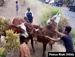 FILE - Para peternak Desa Wonoayu, Kabupaten Malang, menggiring kembali ke kandang, ternak sapi miliknya setelah menjalani pemeriksaan kebuntingan. (Petrus/VOA)