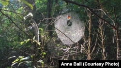 Spider webs in the woods.