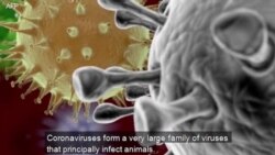 What are coronaviruses?