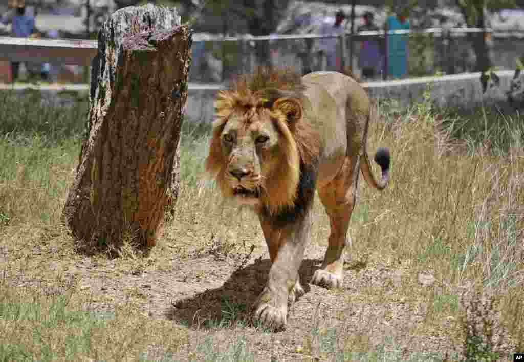 An Asiatic lion walks at its enclosure at the Kamala Nehru Zoological Garden in Ahmadabad, India.