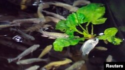 El agua rica en “estiércol de peces” fluye por filtros hacia otro estanque donde los vegetales flotan sobre espuma de goma.