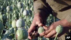 جنوب مشرقی ایشیاء میں افیون کی کاشت میں22 فیصد اضافہ