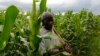 Climate Extremes, Policy Confuse Crop Choices for Malawi Farmers