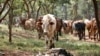 FILE - A cow grazes in Nairobi, Kenya, Aug. 25, 2017. Kenyan President William Ruto on Dec. 17, 2024, urged herders and farmers to take part in the Ministry of Agriculture's livestock vaccination program.