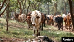 FILE - A cow grazes in Nairobi, Kenya, Aug. 25, 2017. Kenyan President William Ruto on Dec. 17, 2024, urged herders and farmers to take part in the Ministry of Agriculture's livestock vaccination program.