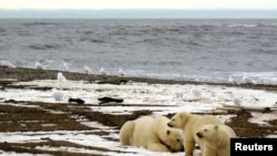 Seekor beruang kutub dan dua anaknya terlihat di pantai Laut Beaufort di dalam Area 1002 Suaka Margasatwa Nasional Arktik oleh Perpustakaan Gambar Alaska Dinas Ikan dan Margasatwa AS pada tanggal 21 Desember 2005. (Foto: Reuters)