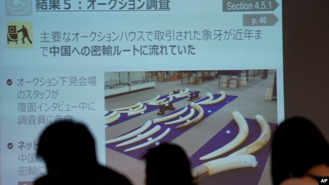 世界自然基金会日本分会在东京外国新闻中心举行新闻发布会，屏幕上出现了象牙的图片。(2017年12月20日)