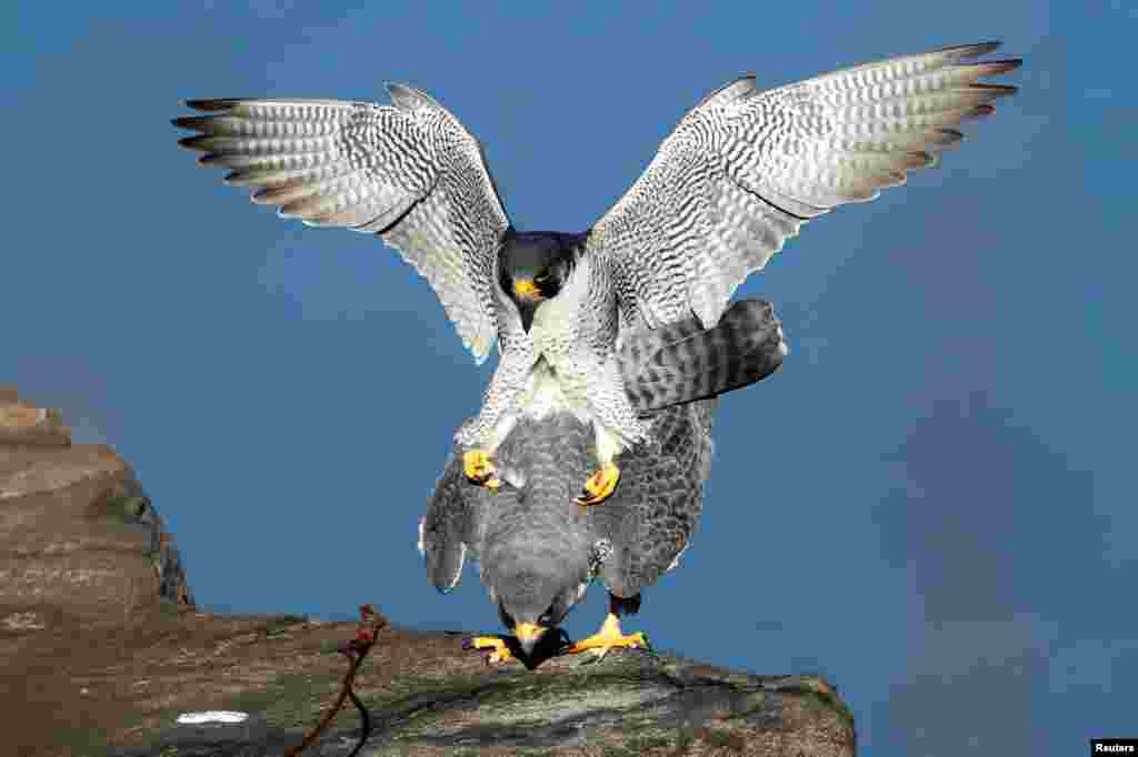 A pair of peregrine falcons mate while perched on the Palisades Cliffs above the Hudson River at State Line Lookout Park in Alpine, New Jersey, March 15, 2021.