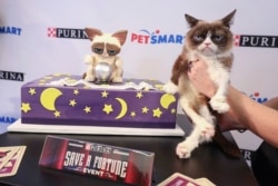 America's favorite famous feline, Grumpy Cat, celebrates her sixth birthday with Purina and PetSmart at the "Save a Fortune" event on Wednesday, April 4, 2018 in New York. (Purina)