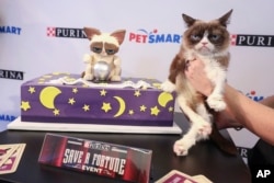 FILE - America's favorite famous feline, Grumpy Cat, celebrates her sixth birthday with Purina and PetSmart at the "Save a Fortune" event on Wednesday, April 4, 2018 in New York. (Purina)