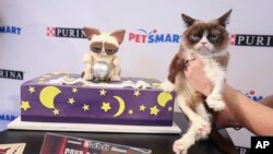 Le célèbre félin préféré des États-Unis, Grumpy Cat, fête son sixième anniversaire lors de l'événement "Save a Fortune" le mercredi 4 avril 2018 à New York. (Mark Von Holden / AP Images pour Purina)