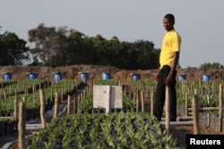 FILE - A man stands among palm seedlings grown in the Socfin Agricultural Company's nursery in Malen chiefdom in Pujehun district in southern Sierra Leone, Oct. 27, 2011.