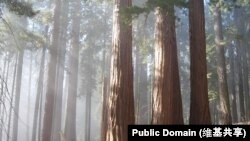 A grove of sequoia trees 
