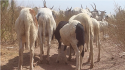 Lokacin Kaddamar Da Sabuwar Allurar Rigakafin Dabbobi A Adamawa