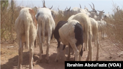 Lokacin Kaddamar Da Sabuwar Allurar Rigakafin Dabbobi A Adamawa
