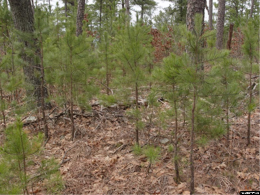 This pine forest has too many young shrubs and trees, which would allow fire to burn hot and high enough to kill many of the more mature trees. (National Interagency Fire Center)