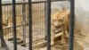 Berbagai Pihak Soroti Kasus Matinya Satwa di Kebun Binatang Surabaya