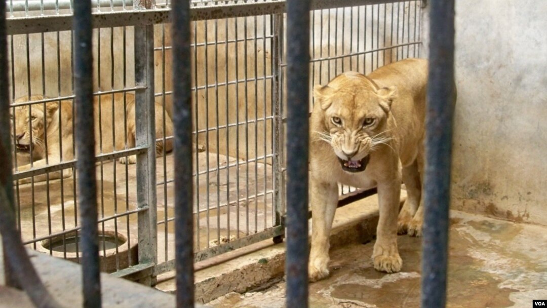 Berbagai Pihak Soroti Kasus Matinya Satwa Di Kebun Binatang Surabaya
