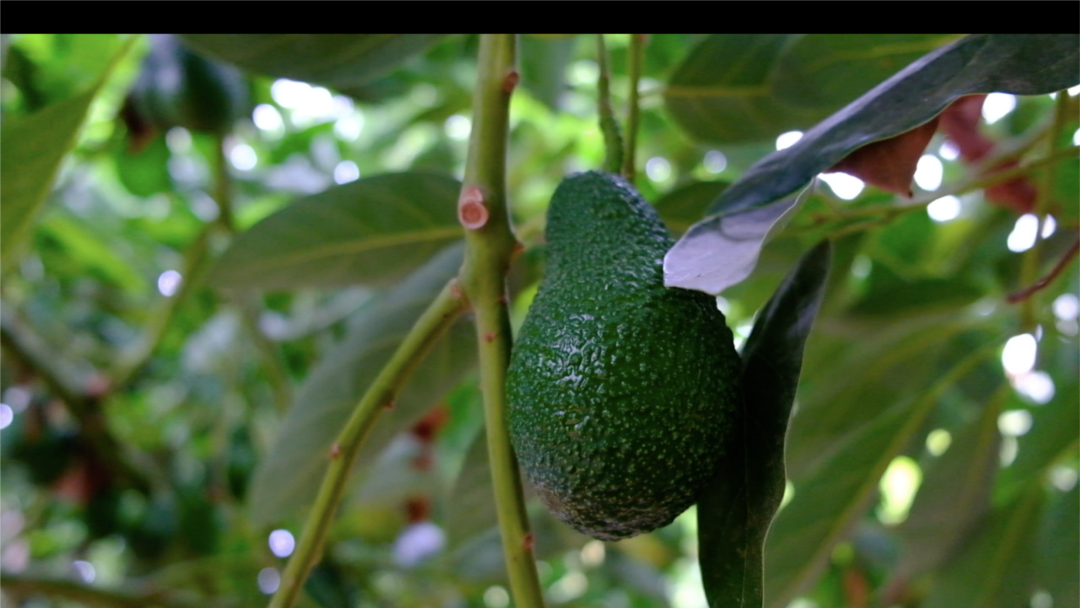 tropikal meyve cenneti mersin