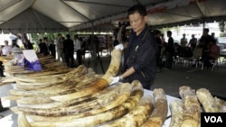 Petugas bea cukai Thailand menyita dua ton gading gajah selundupan asal Afrika di pelabuhan Bangkok, Jumat (1/4).