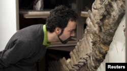 Sergio Bertazzo, a biomedical physical scientist at Imperial College in London, examines a fossil at Natural History Museum in London in this undated handout photo provided by Laurent Mekul, June 9, 2015.