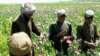 Хвороба опійного маку в Афганістані спричинила зменшення виробництва опіуму