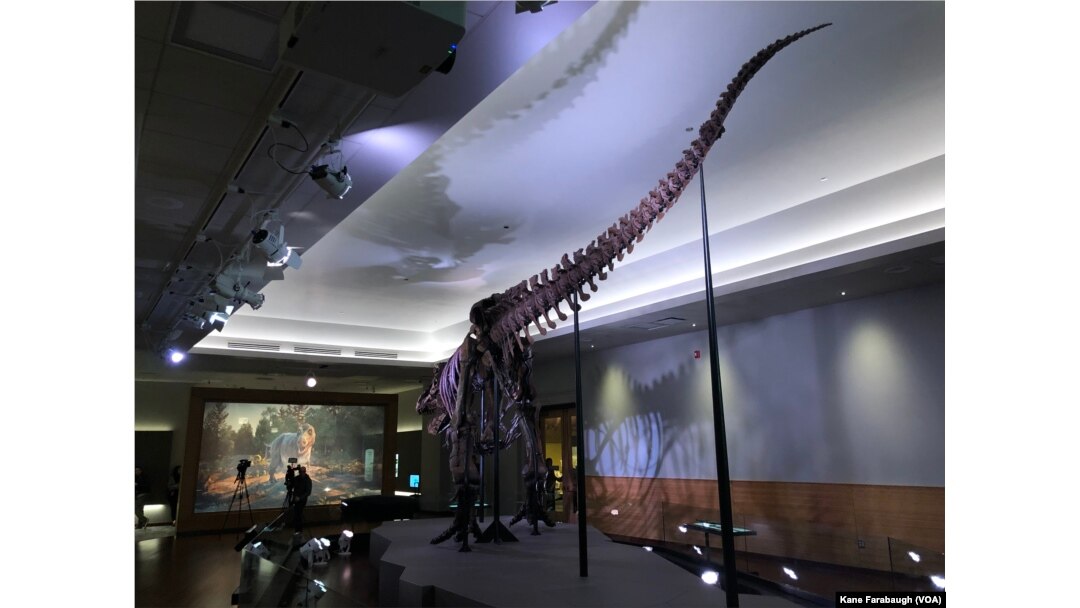 After a nearly year-long transition to a new exhibit specifically designed for her, Sue will look different to the millions who have seen the dinosaur before.