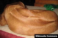 Chó Rhodesian Ridgeback (Moorezilla at English Wikipedia)