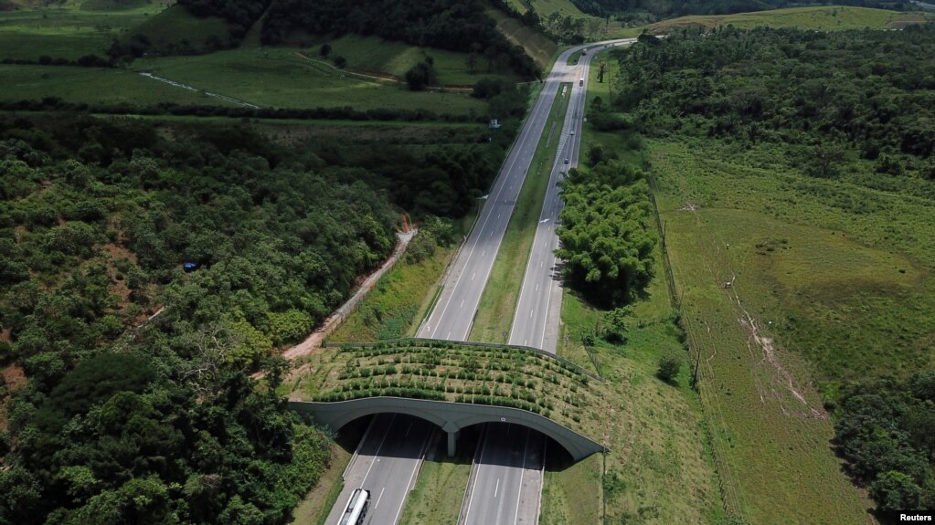 An ecological bridge that serves as a corridor for the endangered Golden Lion Tamarin is seen over an interstate highway in Silva Jardim in Rio de Janeiro state, Brazil December 2, 2021. (REUTERS/Pilar Olivares)