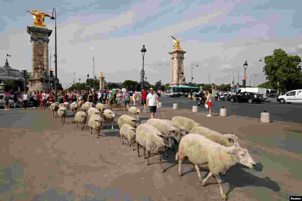Shepherds and hikers guide a flock of sheep near the Alexandre III bridge during the last stage of the urban Transhumance of the Grand Paris (Greater Paris) in Paris, France.