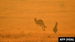 Wutar Daji A Australia