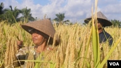 Dua orang petani di Bali memanen padi. (Foto: Dok)