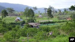 កសិករ​​ខ្មែរ​កំពុង​ថែ​ចម្ការ​​របស់​ខ្លួន។