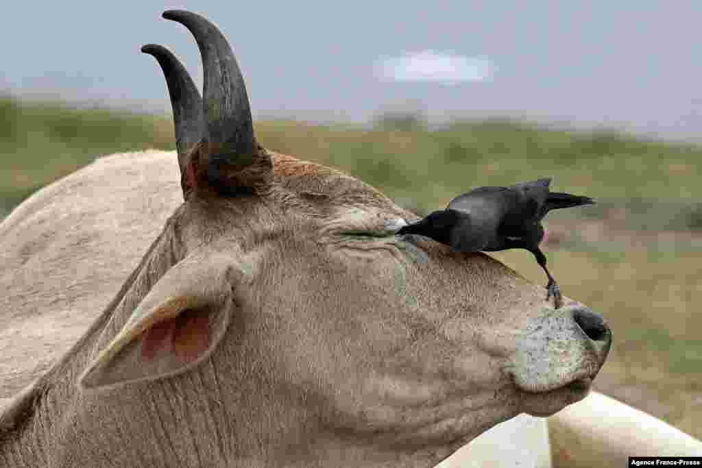 A crow perches on the head of a cow in New Delhi, India.