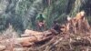 Desmatamento, São Tomé e Príncipe
