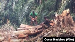 Desmatamento, São Tomé e Príncipe