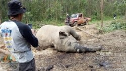 Gajah Sumatera betina ditemukan mati membusuk di dalam kawasan hutan tanaman industri, Kabupaten Bengkalis, Riau. Jumat, 7 Februari 2020. (Foto: BKSDA Riau)