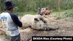 Gajah Sumatera betina ditemukan mati membusuk di dalam kawasan hutan tanaman industri, Kabupaten Bengkalis, Riau. Jumat, 7 Februari 2020. (Foto: BKSDA Riau)