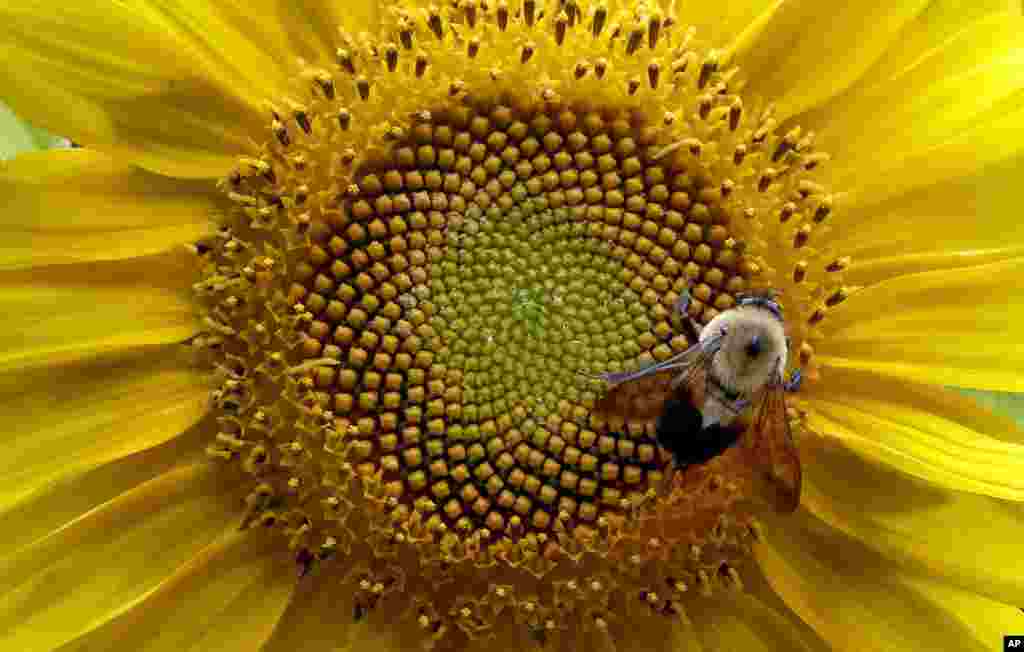 A bumblebee gathers nectar from a sunflower in rural Orange County near Hillsborough, North Carolina, June 27, 2017.