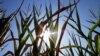美国：旱灾将使玉米大豆减产