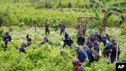 FILE - Police stand guard as farmers hired to uproot coca shrubs work as part of a manual eradication program in San Miguel, Colombia.
