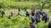 Colombia Passes Peru in Coca Cultivation, UN Says